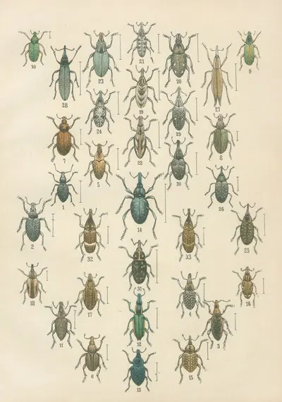 The beetles of Europe Pl.13 by Karl Neunzig, 1912 — digital art print download