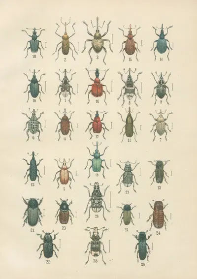 The beetles of Europe Pl.14 by Karl Neunzig, 1912 — digital art print download