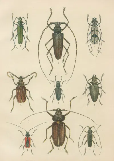 The beetles of Europe Pl.15 by Karl Neunzig, 1912 — digital art print download