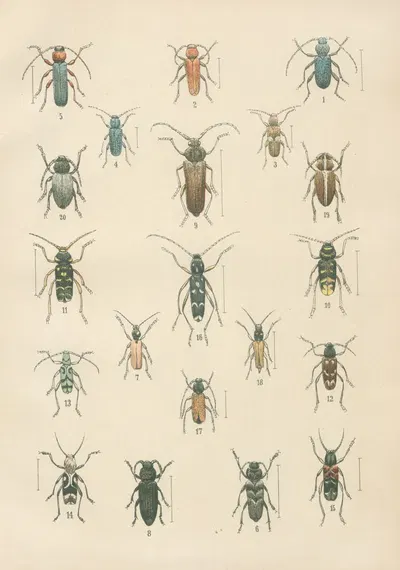 The beetles of Europe Pl.16 by Karl Neunzig, 1912 — digital art print download