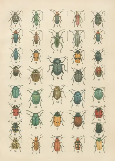 The beetles of Europe Pl.19 by Karl Neunzig, 1912 — digital art print download