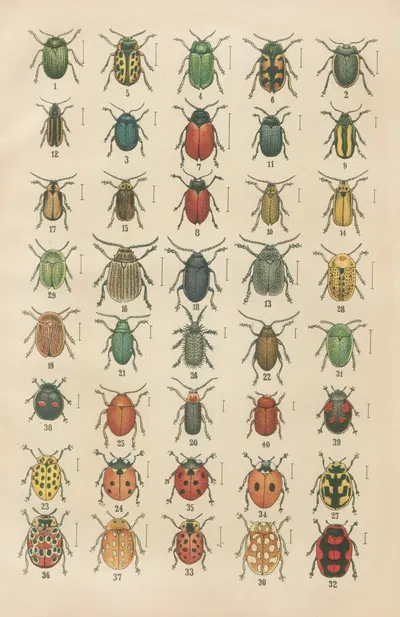 The beetles of Europe Pl.20 by Karl Neunzig, 1912 — digital art print download