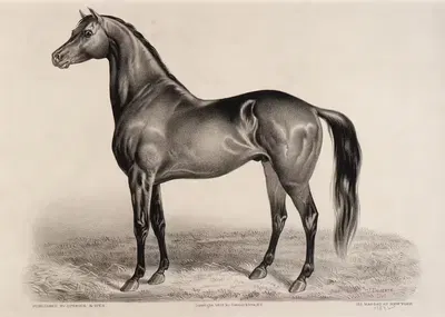 Redpath by John Cameron, 1875 — digital art print download