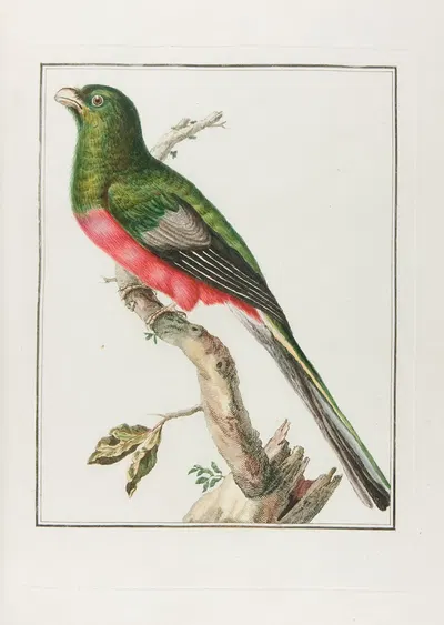 Couroulou d'afrique male … by Франсуа Левийан — digital art print download