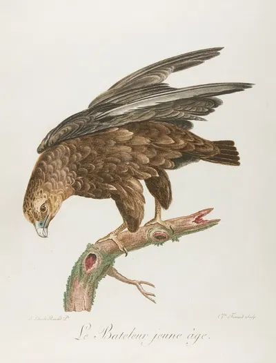 Le bateleur jeune age by Франсуа Левийан — digital art print download