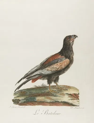 Le bateleur by Франсуа Левийан — digital art print download