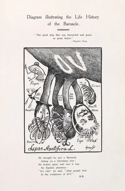 Diagram illustrating the life history of the barnacle by John Hassall — digital art print download