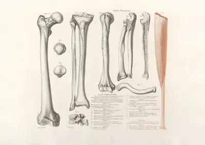 Anatomie du gladiateur combattant Pl.01 by Jean-Galbert Salvage, 1812 — digital art print download