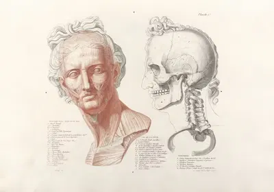 Anatomie du gladiateur combattant Pl.02 by Jean-Galbert Salvage, 1812 — digital art print download