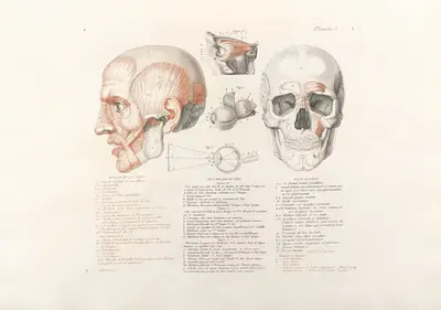 Anatomie du gladiateur combattant Pl.03 by Jean-Galbert Salvage, 1812 — digital art print download