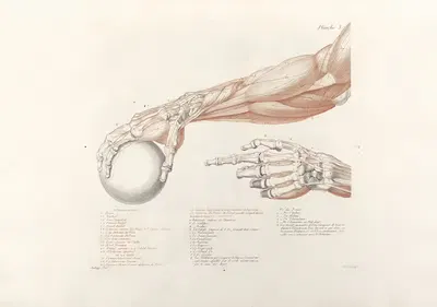 Anatomie du gladiateur combattant Pl.04 by Jean-Galbert Salvage, 1812 — digital art print download