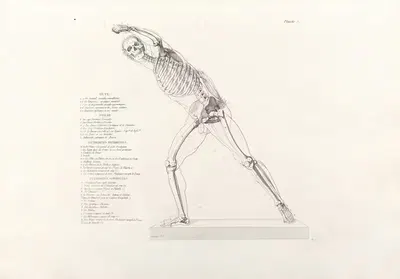 Anatomie du gladiateur combattant Pl.06 by Jean-Galbert Salvage, 1812 — digital art print download