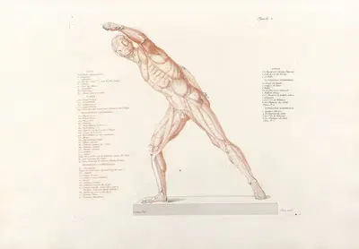 Anatomie du gladiateur combattant Pl.07 by Jean-Galbert Salvage, 1812 — digital art print download
