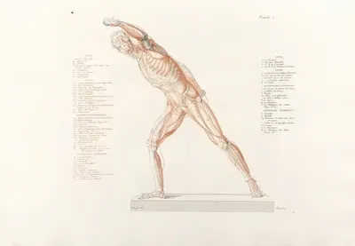 Anatomie du gladiateur combattant Pl.08 by Jean-Galbert Salvage, 1812 — digital art print download