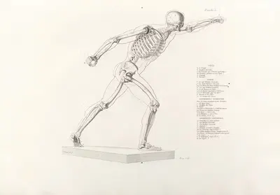 Anatomie du gladiateur combattant Pl.09 by Jean-Galbert Salvage, 1812 — digital art print download