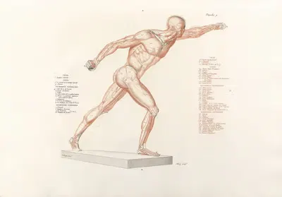 Anatomie du gladiateur combattant Pl.10 by Jean-Galbert Salvage, 1812 — digital art print download