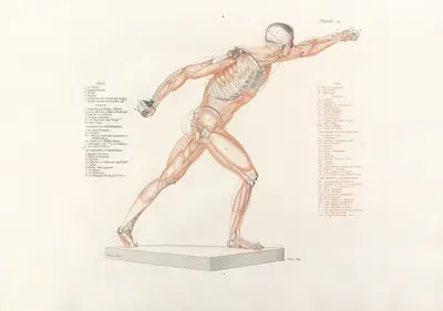 Anatomie du gladiateur combattant Pl.11 by Jean-Galbert Salvage, 1812 — digital art print download