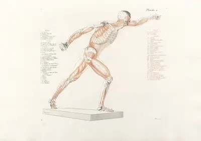 Anatomie du gladiateur combattant Pl.12 by Jean-Galbert Salvage, 1812 — digital art print download