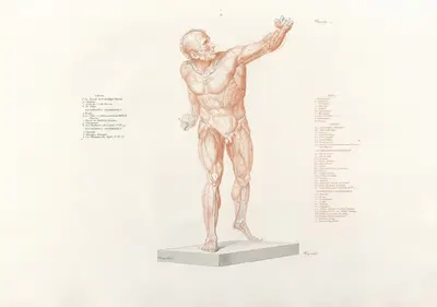 Anatomie du gladiateur combattant Pl.13 by Jean-Galbert Salvage, 1812 — digital art print download