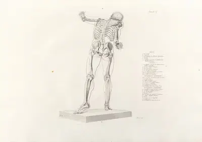 Anatomie du gladiateur combattant Pl.14 by Jean-Galbert Salvage, 1812 — digital art print download
