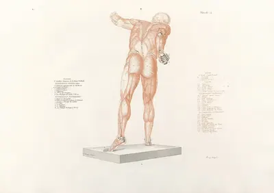 Anatomie du gladiateur combattant Pl.15 by Jean-Galbert Salvage, 1812 — digital art print download