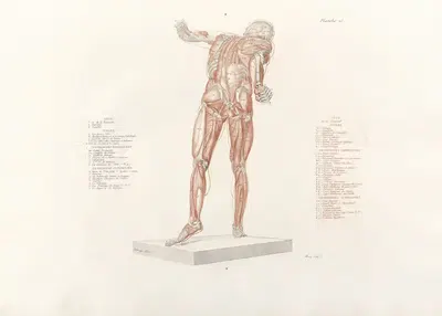 Anatomie du gladiateur combattant Pl.16 by Jean-Galbert Salvage, 1812 — digital art print download