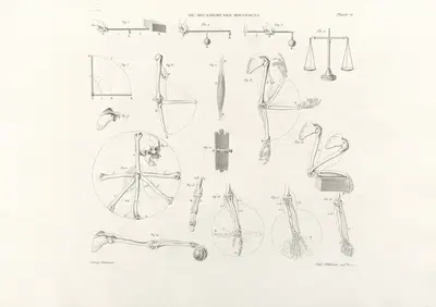 Anatomie du gladiateur combattant Pl.17 by Jean-Galbert Salvage, 1812 — digital art print download