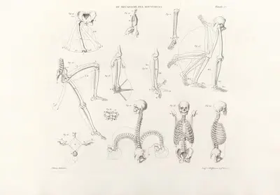Anatomie du gladiateur combattant Pl.18 by Jean-Galbert Salvage, 1812 — digital art print download