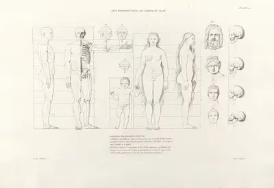 Anatomie du gladiateur combattant Pl.20 by Jean-Galbert Salvage, 1812 — digital art print download
