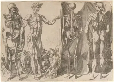 Two Flayed Men and Their Skeletons by Domenico del Barbiere — digital art print download