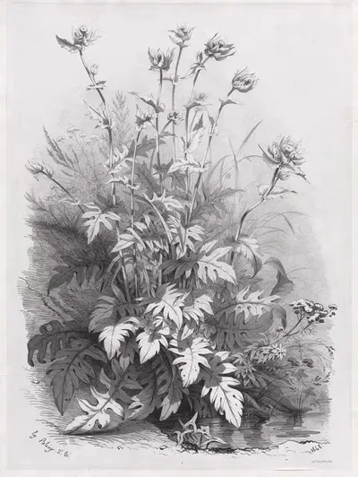 Группы различных растений, нарисованных с натуры; № 7 by Евгений Блери, 1848 — digital art print download