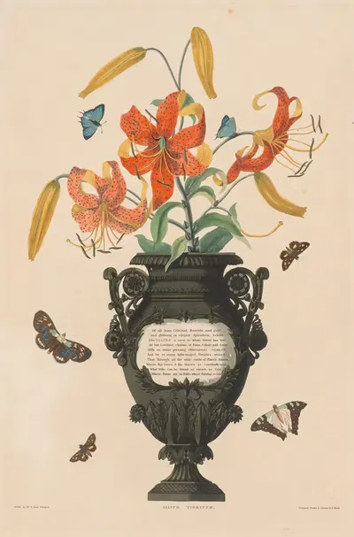 Тигровая лилия by Роберт Хавелл, 1831–1832 — digital art print download