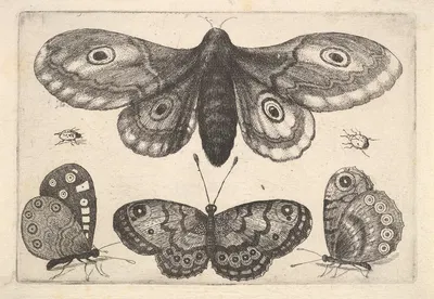 A moth, three butterflies and two beetles by Венцеслав Голлар, 1646 — digital art print download