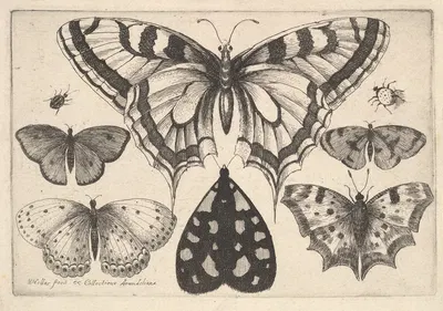 Five Butterflies, a Moth and Two Beetles by Венцеслав Голлар, 1646 — digital art print download