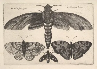 Moth and three butterflies by Венцеслав Голлар, 1646 — digital art print download