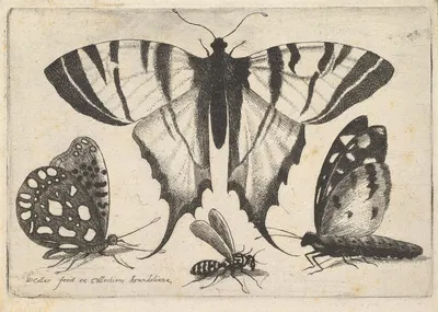 Three Butterflies and a Wasp by Венцеслав Голлар, 1646 — digital art print download