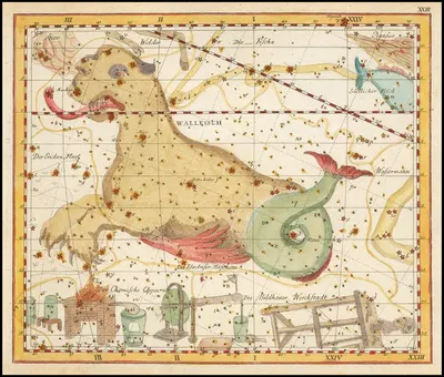 Wallfisch by Johann Elert Bode, 1805 — digital art print download