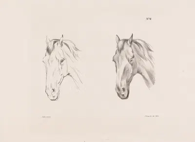 Две studies головы лошади by Питер Фредерик ван Ос, 1835 — digital art print download