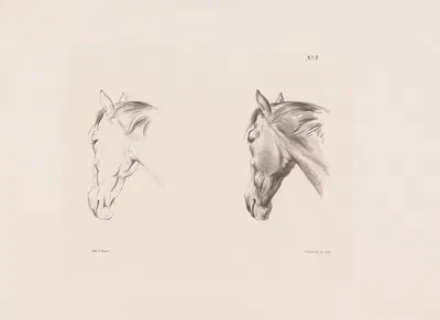 Две studies головы лошади by Питер Фредерик ван Ос, 1835 — digital art print download