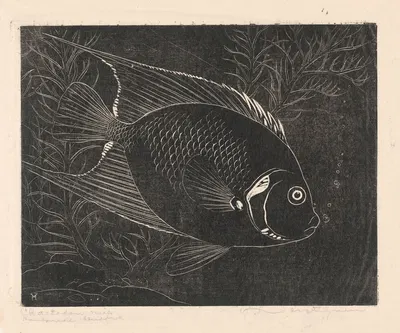 Chaetodon visch by Анри Верстайнен, 1892-1940 — digital art print download