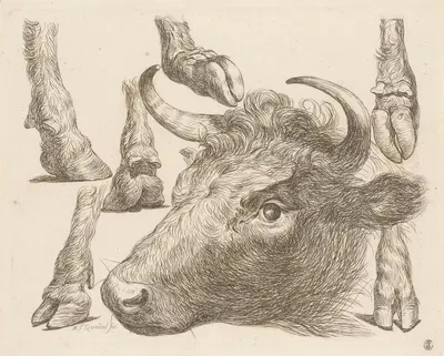 Cow head and studies of hooves by Martin Ferdinand Quadal, 1793 — digital art print download