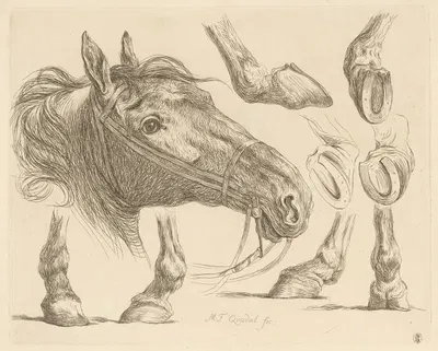 Horse head and hooves by Martin Ferdinand Quadal, 1793 — digital art print download
