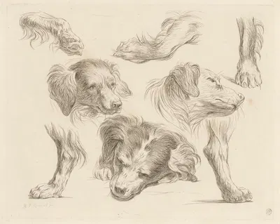 Three dog heads and paws by Martin Ferdinand Quadal, 1793 — digital art print download