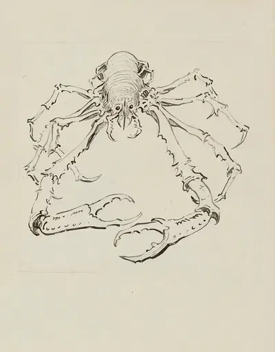 Морской паук – рисунок для лампы введения by Ахилле Гранчи-Тейлор, 1920-1921 — digital art print download