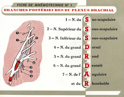 Fiche de mnémotechnie No.1 by Laboratoires Derol, 1910-1950 — digital art print download