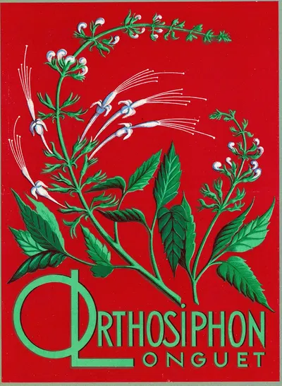 Orthosiphon Longuet by Laboratoires Longuet, 1910-1950 — digital art print download
