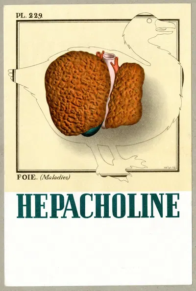Hepacholine by Лаборатории Робер и Каррьер, 1910-1950 — digital art print download