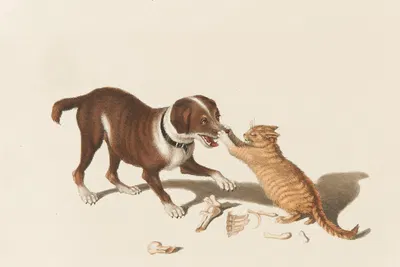 Zankender Hund und Katze by Готфрид Минд — digital art print download