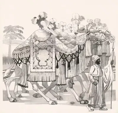 Верблюды by Рассел, Морган и Ко, 1900 — digital art print download