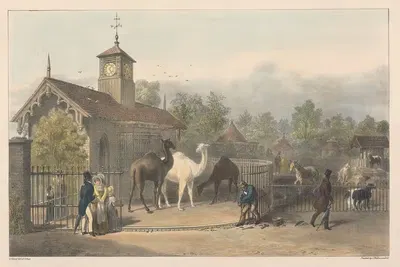 Зоологические сады, Риджентс Парк by Джордж Иоганн Шарф, 1835 — digital art print download
